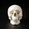 Skull Cap Human Head Model Removable Anatomical Head Skull Fine Arts Skull Model  School Supplies