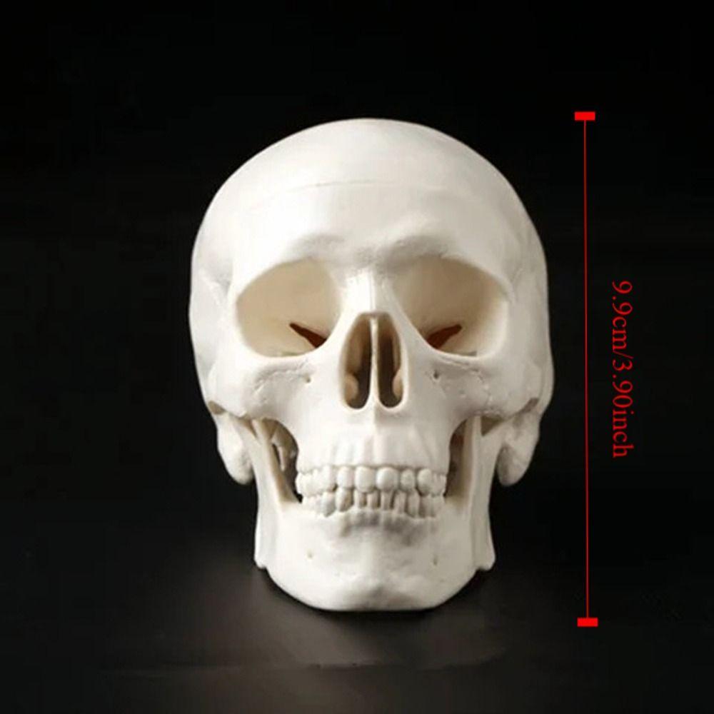 Skull Cap Human Head Model Removable Anatomical Head Skull Fine Arts Skull Model  School Supplies