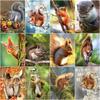 5d Diy Diamond Painting Squirrel Full Round Drill Cross Stitch Embroidery Mosaic Animal Art Rhinestone Home Decor