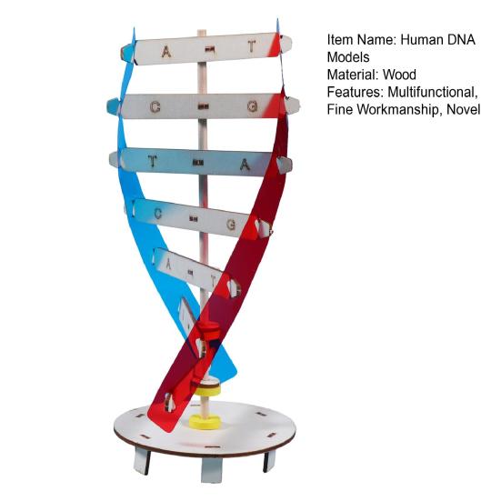 1 Набор Интересный Стимулировать Воображение Улучшить Концентрацию Инновационная Структура Двойной Спирали Модели ДНК Детские Игрушки Экспериментальное Оборудование
