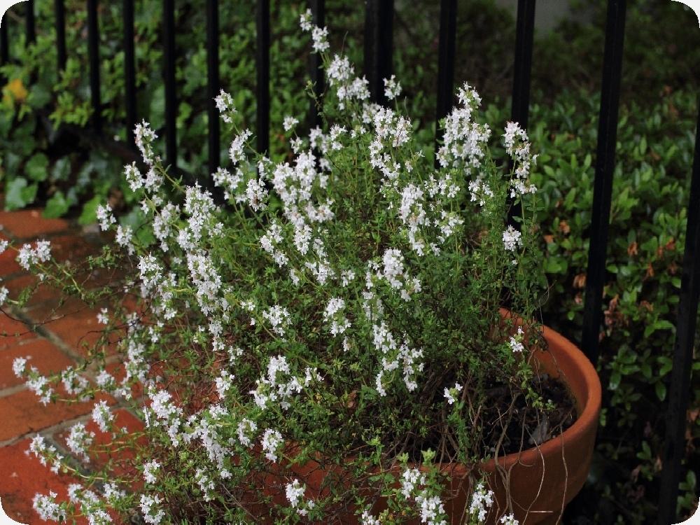 SAFLAX Тимьян обыкновенный - 200 семян - Thymus vulgaris