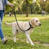 Nylon P Chain Leash Black No Pull Dog Lead Anti Pull Dog Walking Rope  Small Medium Dogs