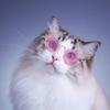 Модная Собака, Кошки, Очки Для Домашних Животных, Творческий Тенденция, Фотосъемка, Круглая Оправа, Маленькая Игрушечная Кукла в Солнечных Очках