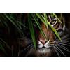 3D Photo Wallpaper Tiger Poster Wall Painting Living Room Entrance Bedroom Background Wall Art Animal Mural Wall Covering