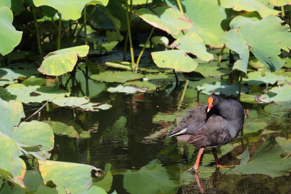 Canon Телеобъектив Canon IS STM с зумом Только для беззеркальных фотокамер Canon EF-M55-200mm F4.5-6.3 EF-M55-200ISSTM EF-M