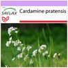 Кукушкоцвет - 100 семян - Cardamine pratensis