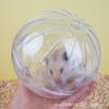 Hamster Medium Fully Transparent Running Ball 18cm Golden Bear Large Rolling Ball Hedgehog Honey Bag Flying Squirrel Toy Takeaway