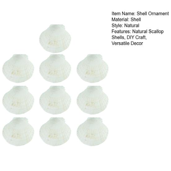 10Pcs Natural Scallop Shells DIY Crafts Theme Party Decor Bright White Seashells Jewelry Christmas Decoration