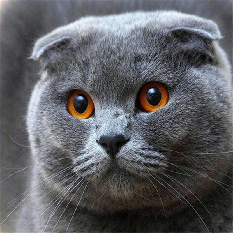 DIY 5D алмазная живопись кошка мозаика полная круглая дрель Алмазная вышивка цветок вышивка крестиком горный хрусталь животное настенное искусство домашний декор