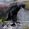 Смоляная поилка для птиц 'Жуткие вороны' Череп Винтажная чаша-кормушка для птиц для улицы Сада Патио Двора Газона Декор