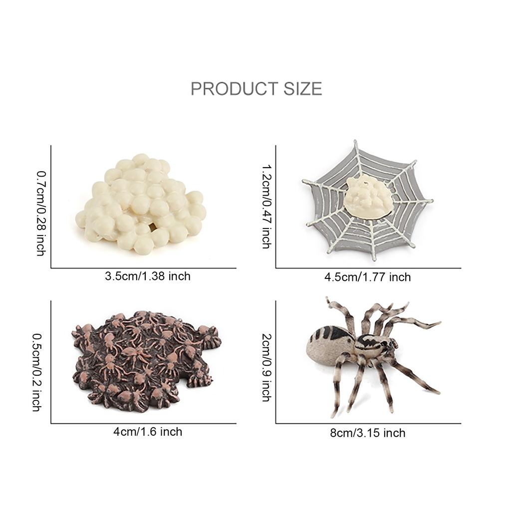 (H0826)Моделирование жизненного цикла членистоногих модели божьей коровки пчелы-паука