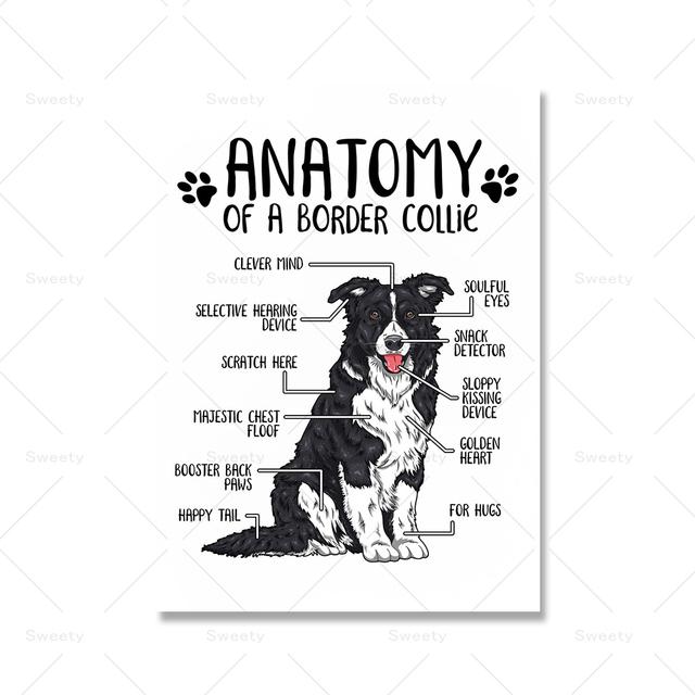 Холст с анатомией животных, постер, бордер-колли, йоркширский терьер, принт, современный зоомагазин, стена больницы