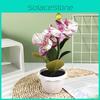 Realistic Silk Phalaenopsis Artificial Plant For Indoor Decoration And Photography Backgrounds