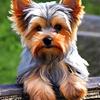 5D Diy Алмазная картина Мозаика Йоркширский терьер Собака Полная квадратная/круглая вышивка Животное Милый Новый домашний декор