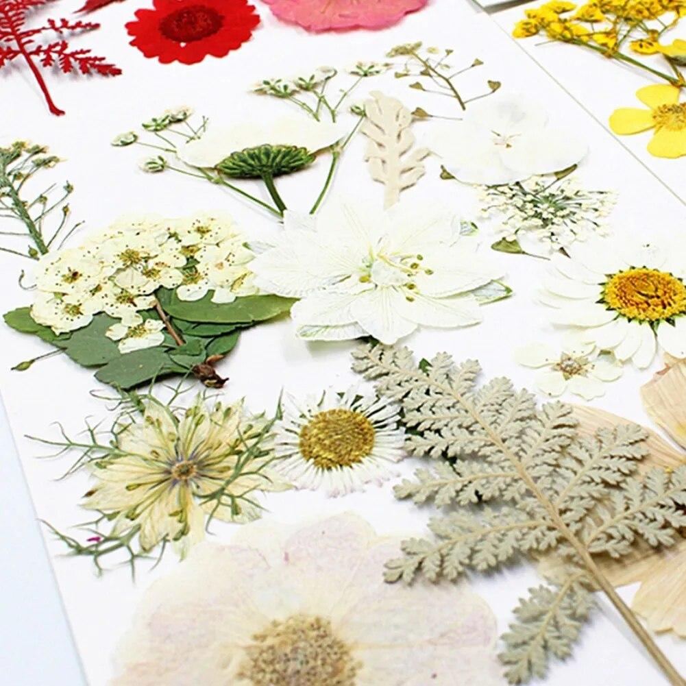 15pcs Dried Flower Natural Flower Stickers Dry Beauty Decal For DIY Plants Art Craft Floral Decors Making Accessories