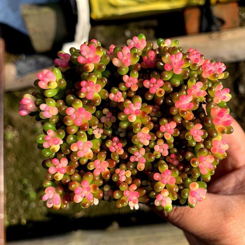 Rainbow Jade Red Berry Variegated Multi-Headed Succulent Cluster - Indoor Fun Plant