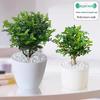 Fragrant Woodland Leaves Small Potted Bonsai for Office Desktop - Free Shipping