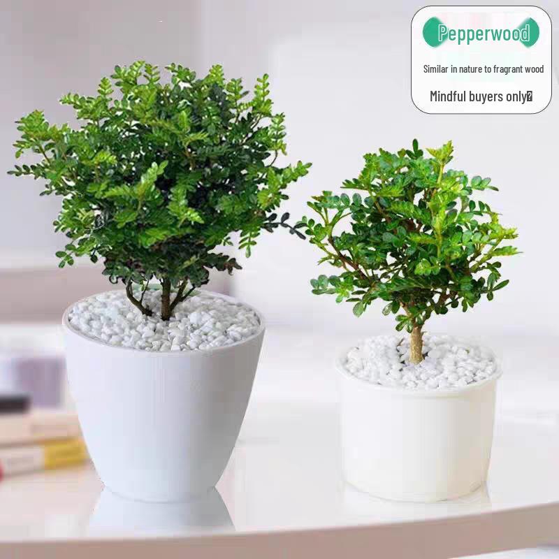 Fragrant Woodland Leaves Small Potted Bonsai for Office Desktop - Free Shipping