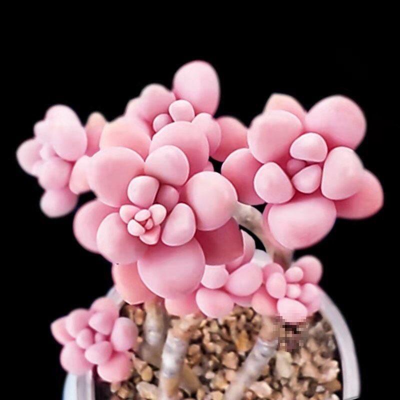 Peach Egg Multi-headed Succulent Plant with Old Trunk (Pot Not Included) – Ideal Indoor Greenery