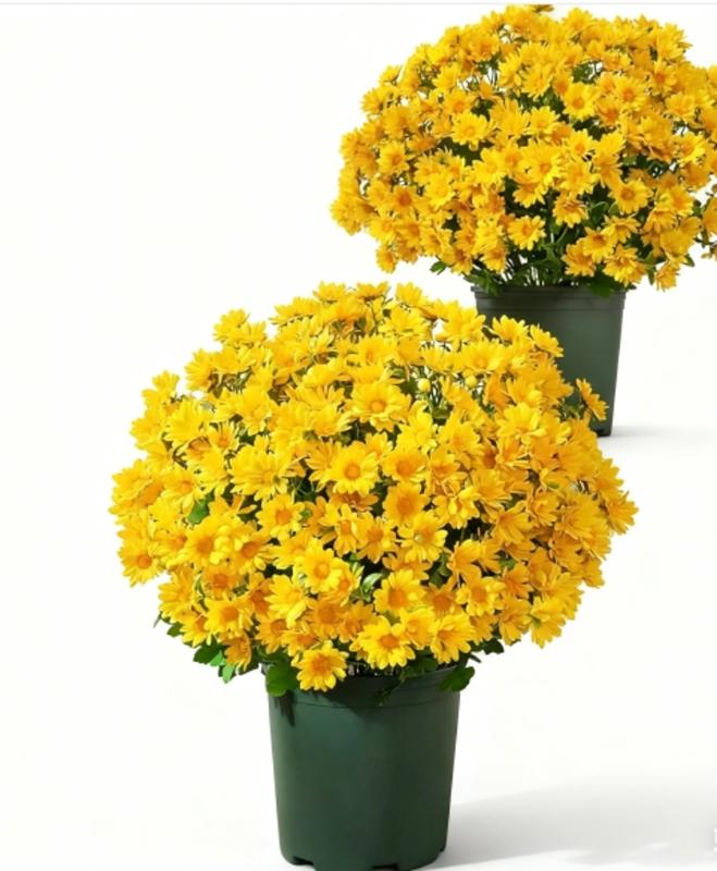 Funsdecor Искусственный , Новый искусственный закат 2025 , Искусственный для улицы Осень , Водонепроницаемый, Искусственный осенний цветок для украшения для дома крыльца (10Бу