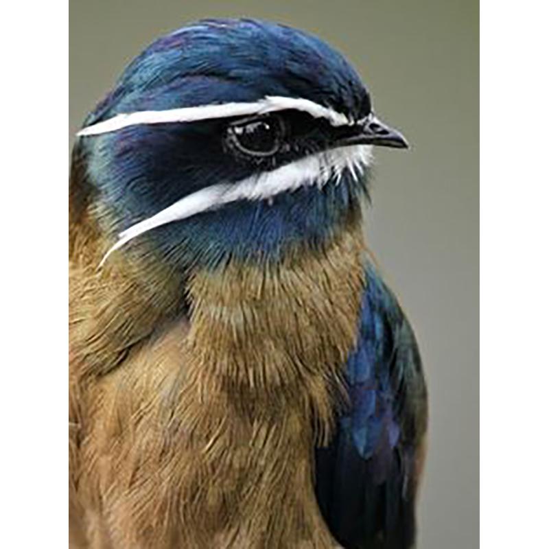 5D DIY Алмазная картина Птица Пейзаж Полный Круглый Алмазная вышивка Набор для вышивки крестом Мозаика Украшение со стразами Подарок