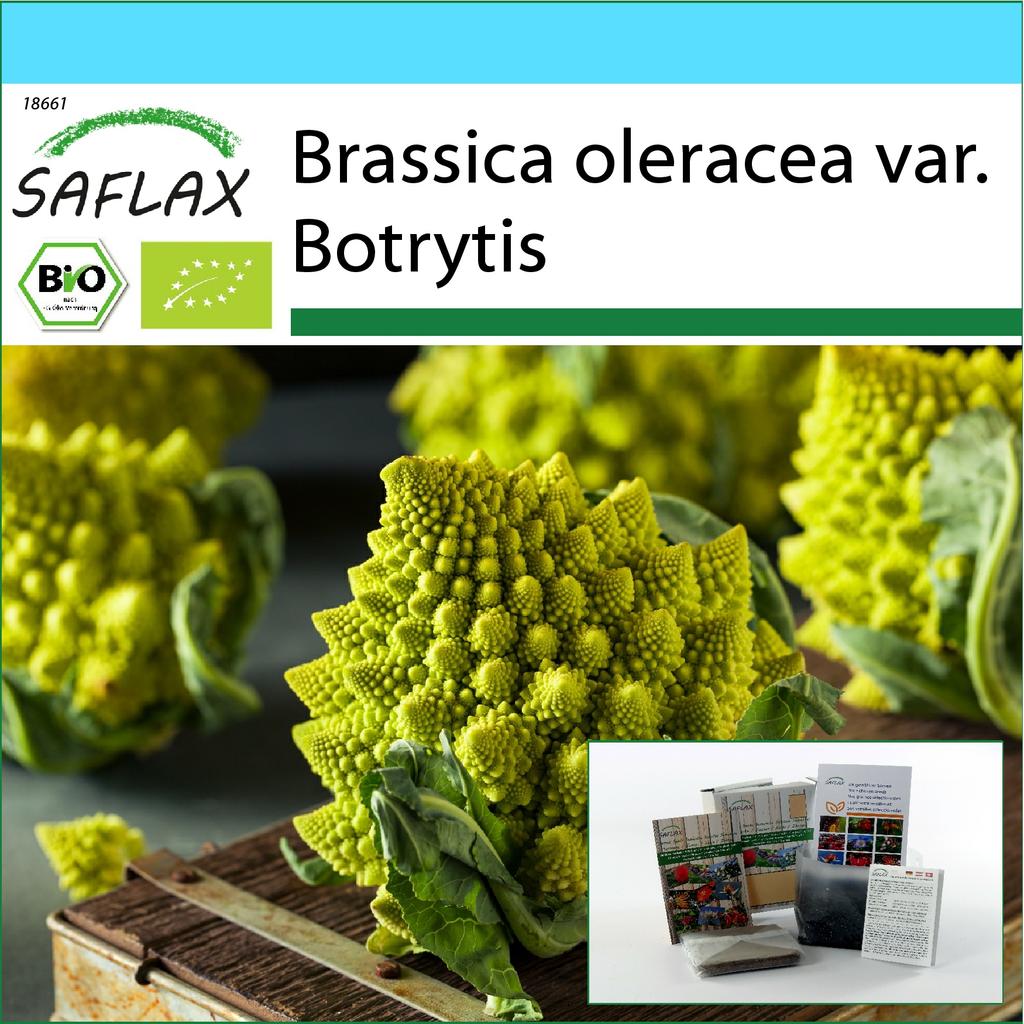 SAFLAX Подарочный набор - Органический - Цветная капуста - Романеско - 50 семян - С подарочной коробкой, карточкой, этикеткой и субстратом для горшков - Brassica oleracea