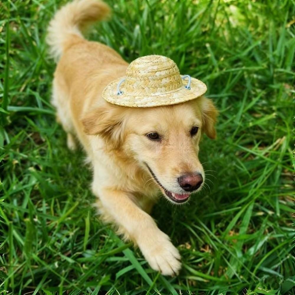 Woven Pet Sombrero Hat Breathable Bamboo Dragonfly Hat Cute Design Dog Cat Straw Hat Summer Use