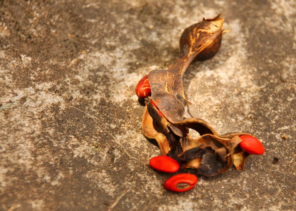 SAFLAX Cockspur Coral Tree - 6 семян - Erythrina cristagalli