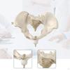 Human Female Pelvis Model Teaching Equipment Skeleton Flexible Hip Bone Pelvic for