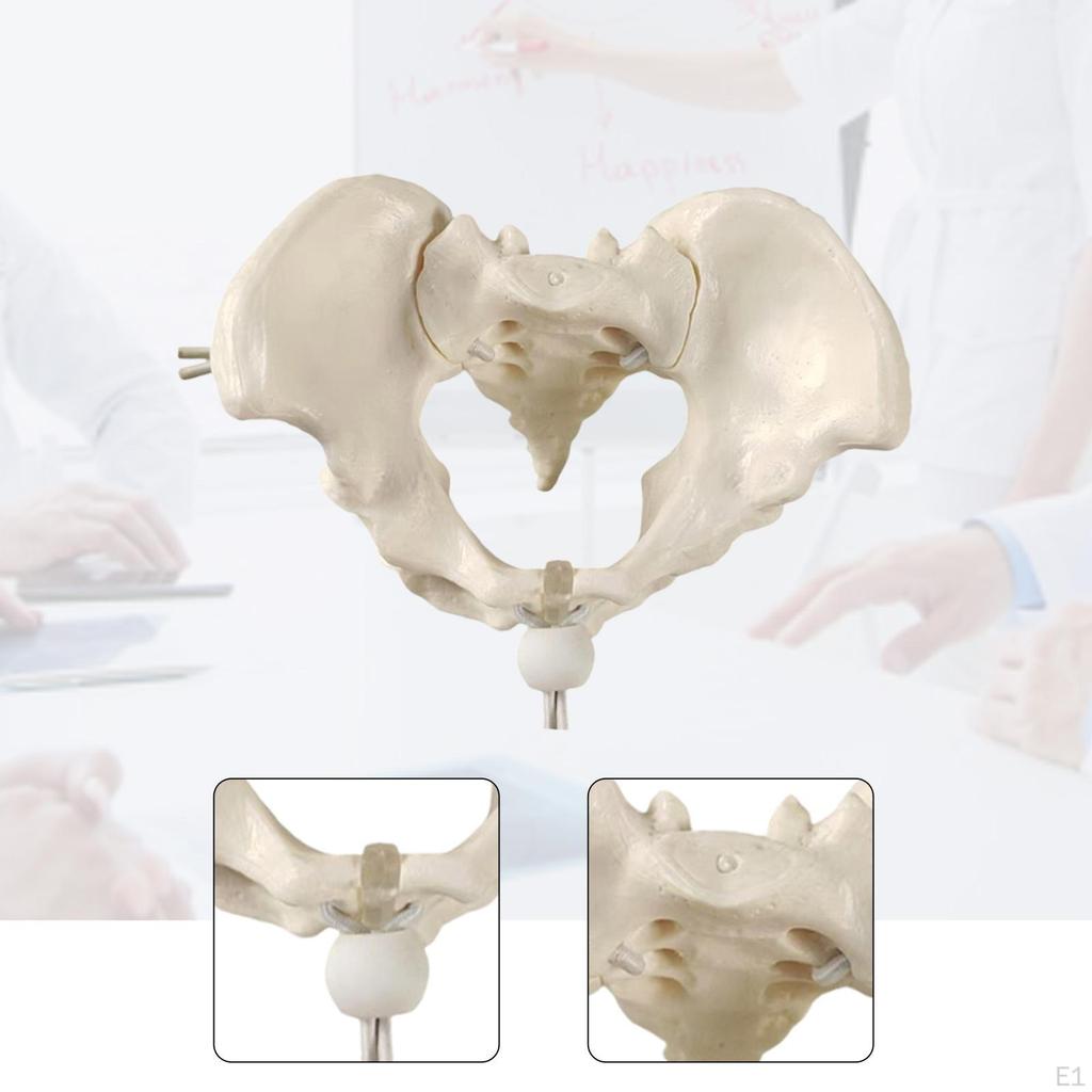 Human Female Pelvis Model Teaching Equipment Skeleton Flexible Hip Bone Pelvic for