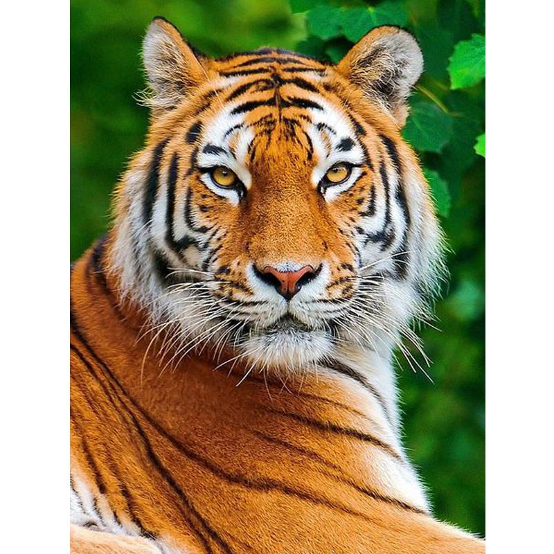 Тигр Аниме Мультфильм Алмазная картина 5d Полный круглый 35x35CM Алмазная мозаика