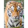 5D DIY алмазная живопись животное горный хрусталь Тигр Алмазная вышивка настенная картина мозаика украшение дома подарок ручной работы комплект
