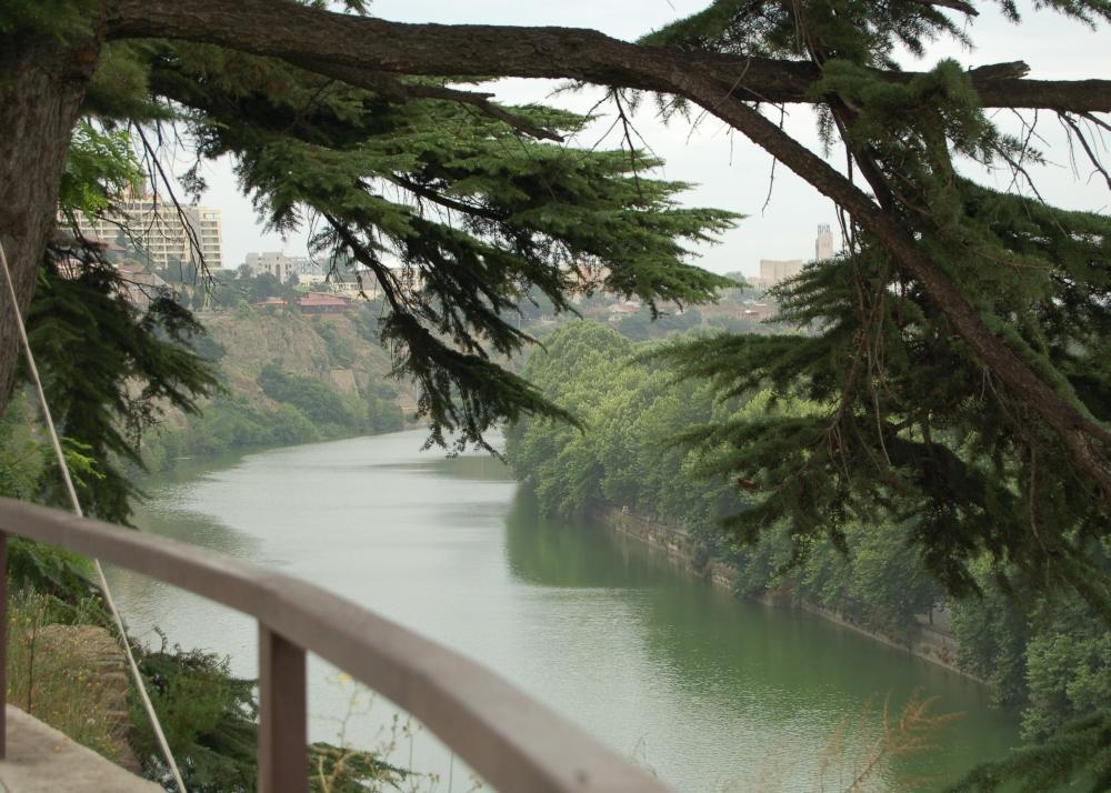 SAFLAX Кедр индийский - 35 семян - Cedrus deodara