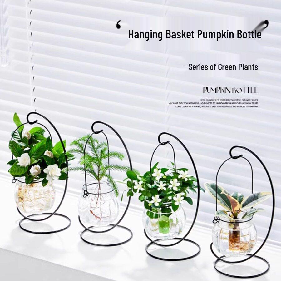 Indoor Desktop Murraya: Easy-Care Blooming Green Hydroponic Plants for Office & Living Room