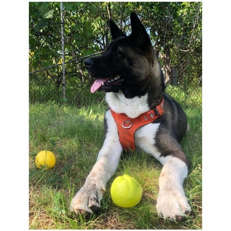 Lekkie szelki dla psa adventure dog truelove xxs