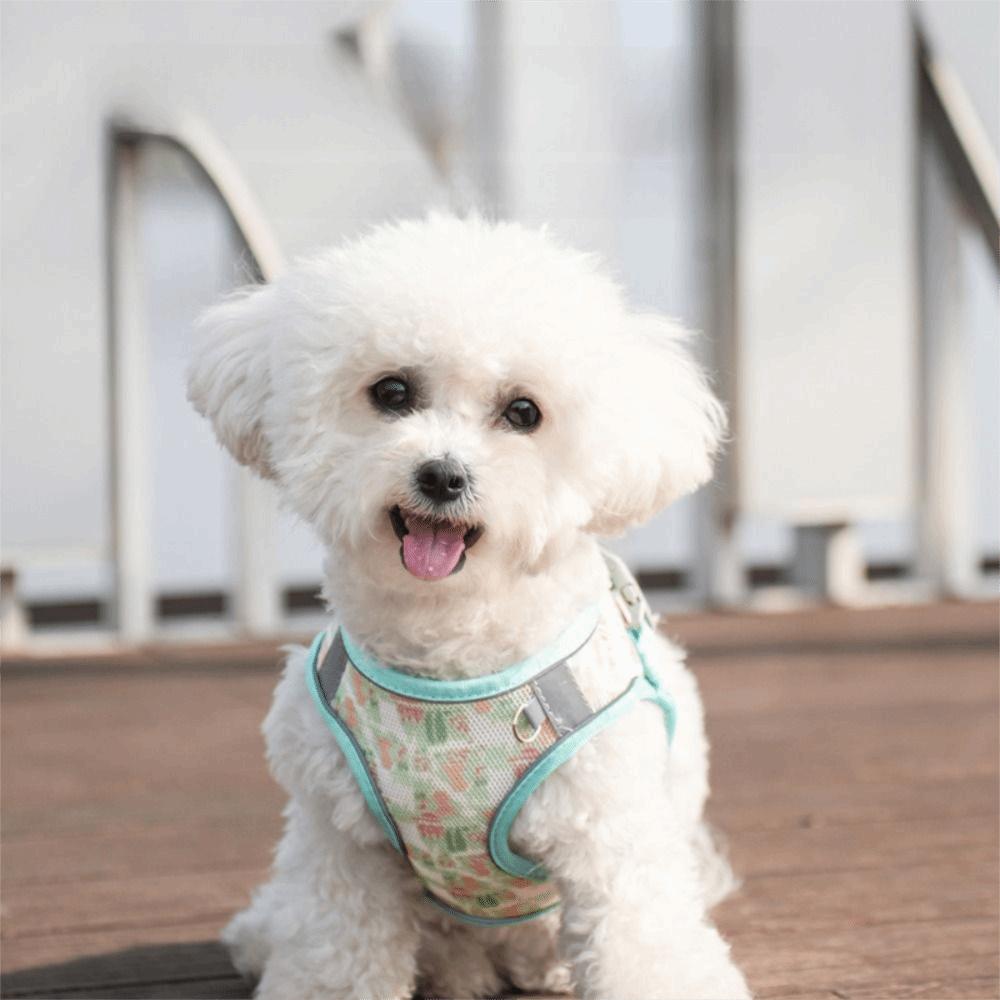 Breathable Pet Vest Style Harness Adjustable Pet Chest Strap Dog Harness Leash Set Chihuahua