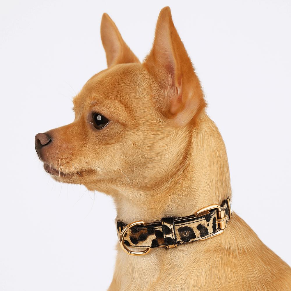 Leopard Print Dog Collar Pet Walking Leopard Dog Collar Fashionable Pet Collar  Small Medium Dogs
