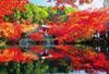 Beverly Jigsaw Daigoji Temple In Autumn X 72 In 1000-Piece Puzzle (49 Cm) (Made Japan) 1000-066
