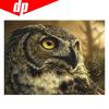 Животное Сова Алмазная вышивка 5D DIY Алмазная картина Вышивка крестом Изображение Полный круглый бриллиант