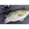 SHIMANO (SHIMANO) Pitbull G5 150m LD-M51U High Orange No.1