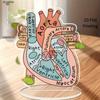Anatomically Heart Model Sign Anatomically Model 2D Teaching Anatomy Acrylic, Four Seasons Decoration, Novelty Home Decor, Perfect Durable for Bedroom