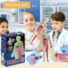 Human Body Model for Kids, Skeleton Science Model Kit That Glows In The Dark, 30 Pieces Anatomy Model, Interactive Educational Toys for Kids