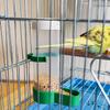 Диспенсеры для воды для птичьих клеток Птичьи чашки Бутылки Воробьи Попугаи Волнистые попугайчики Кореллы и Неразлучники Кормушка и поилка
