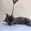 Интерактивные игрушки для кошек для снятия скуки Устойчивые к укусам Имитация мыши Мягкая резина TPR Игрушки для домашних животных Модель крыс-приколов на Хэллоуин