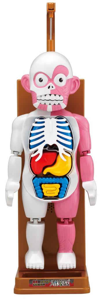 После школы История о привидениях Краш Модель тела человека Игрушка Награда 2014 Категория Коммуникационная игрушка Гранд Серия Ужасы! Захватывающий [Премия Японии]