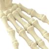 Halloween Skeleton Hand 3D Printed Plastic Human Hand Bone Model Scary Halloween Trick Props for Tableware Party Supplies Haunted House Home Decor