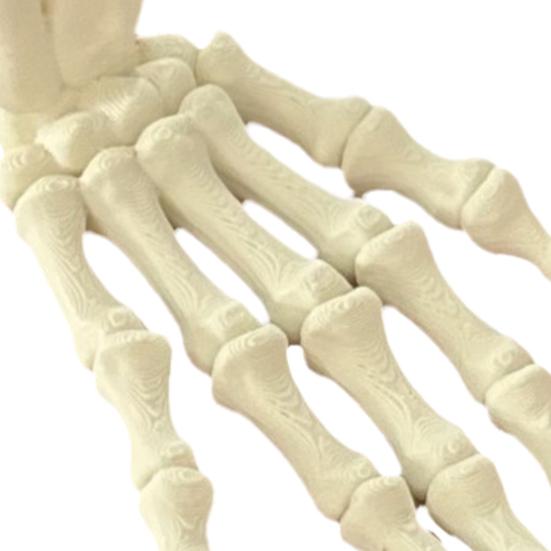 Halloween Skeleton Hand 3D Printed Plastic Human Hand Bone Model Scary Halloween Trick Props for Tableware Party Supplies Haunted House Home Decor