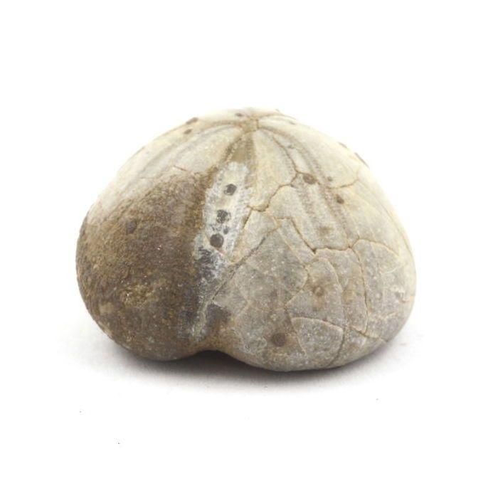 Oursin Fossile - Pierres et Minéraux - Toxaster Amplus - 93.90 ct - Claix, Isère - Certificat d'authenticité