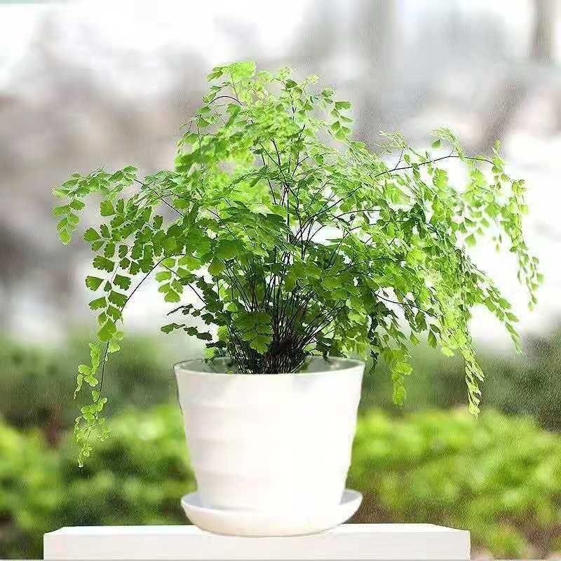 Maidenhair Fern Potted Plant: Air-Purifying, Formaldehyde-Absorbing, Mosquito-Repelling, Easy-Care Indoor Greenery for Homes and Offices.