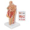 Human Nasal Oral Cavity Throat Anatomical Model for Science Classroom Teaching Presentation Display